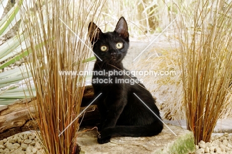 black kitten near dry grass