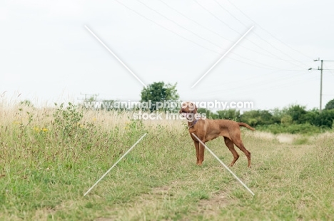 Hungarian Vizsla in distance