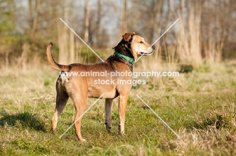 mongrel (non pedigree dog) on grass