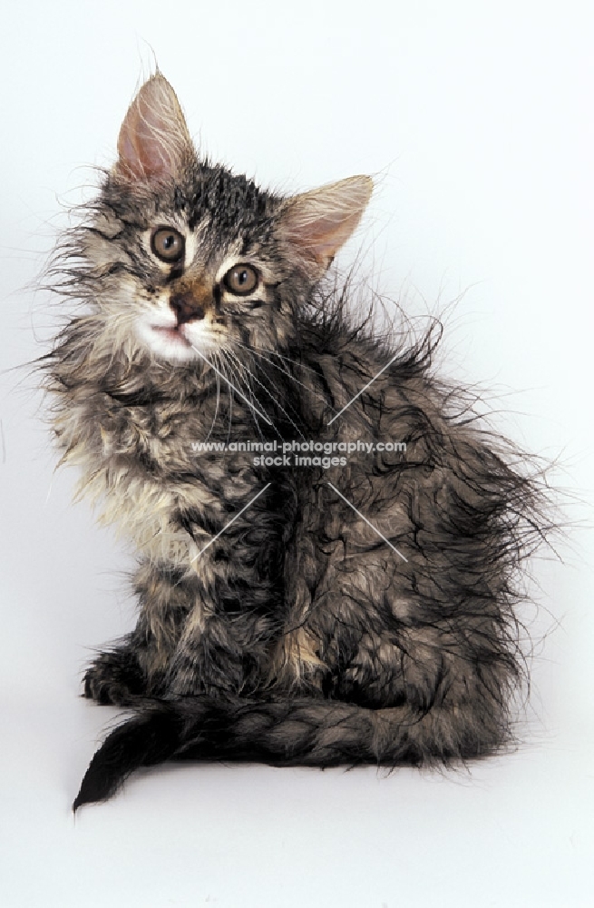 wet norwegian forest kitten sitting on white background