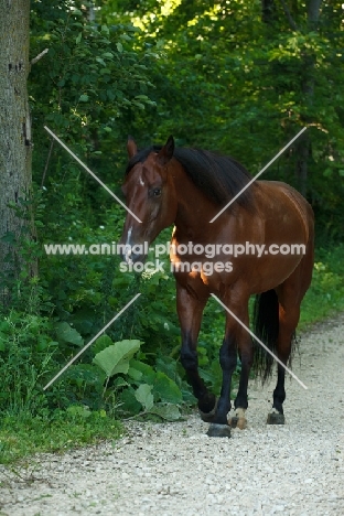 bay Quarter horse 