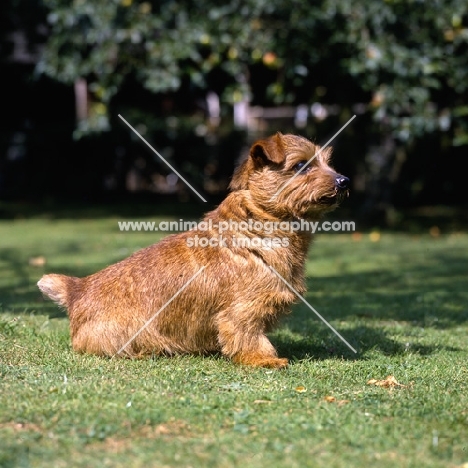 ch nanfan sweet potato, norfolk terrier sitting on grass