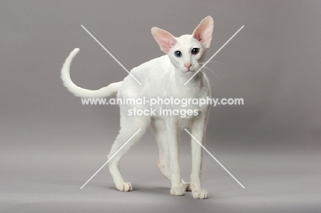 White Odd Eye Oriental Shorthair cat