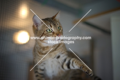 female Bengal cat, green eyed