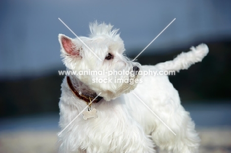 West Highland White Terrier