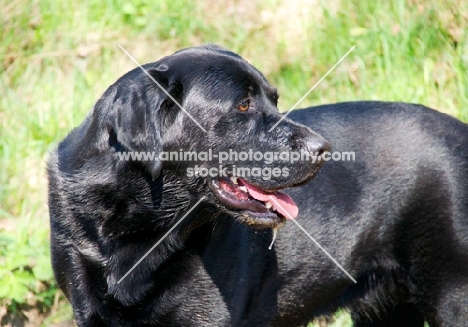 black Labrador Retriever portrait