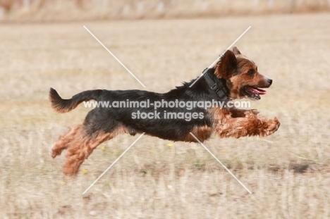 Yorkshire Terrier x Jack Russell