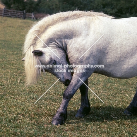 shetland pony with arched neck nibbling leg