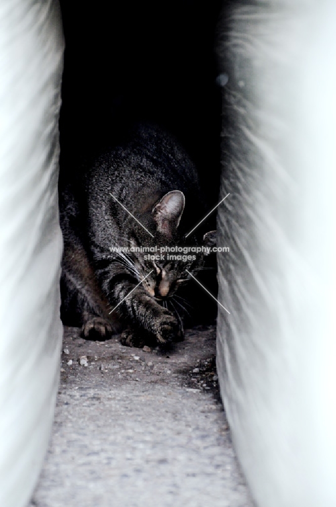 tabby cat on farm, licking