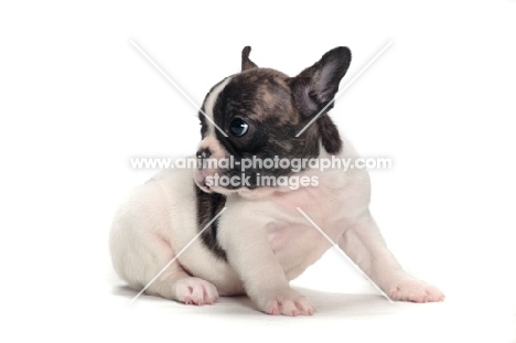 brindle and white Boston Terrier puppy, looking away