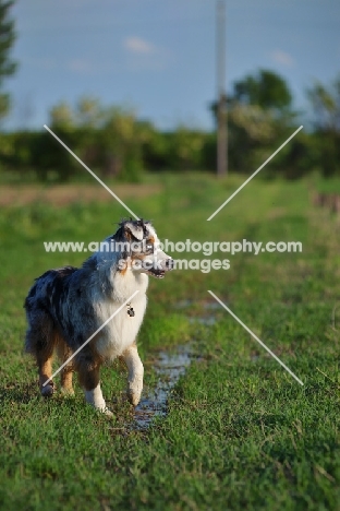 blue merle australian shepherd standing in a field, profile