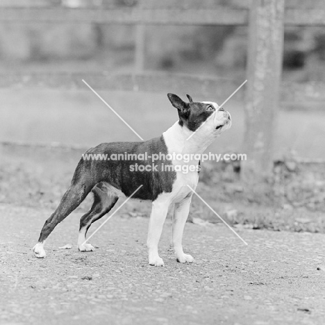 boston terrier looking up