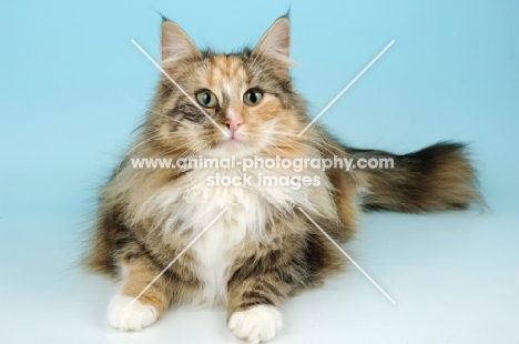 tortie and white norwegian forest cat, front view