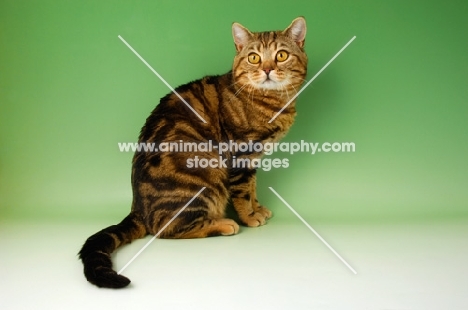 brown tabby british shorthair cat sitting