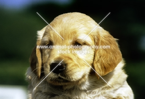 golden retriever puppy portrait