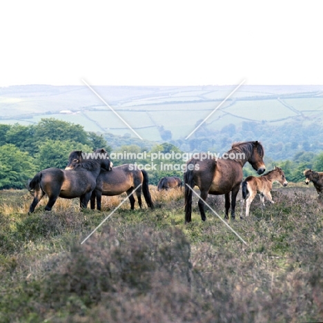 group of Exmoor mares and  foals on Exmoor, mutual grooming