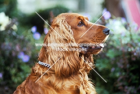 side view of cocker spaniel