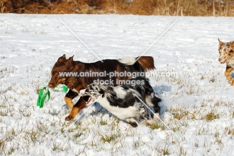 Australian Shepherd Dogs playing