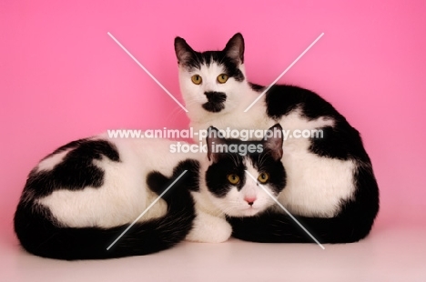 two black and white cats, one lying down, on sitting