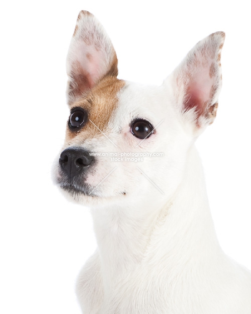 jack russell terrier