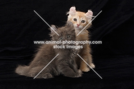 American Curl kittens