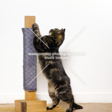 cat scratching on scratching post