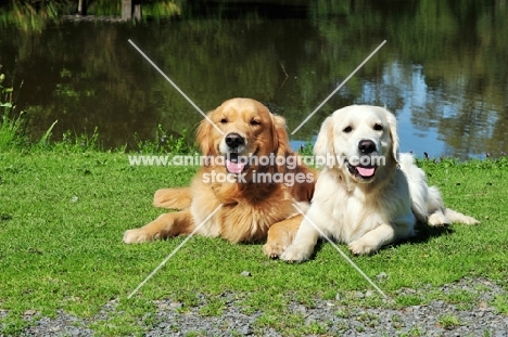 two Golden Retrievers lying in grass