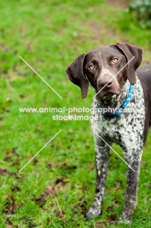 German Shorthaired Pointer on grass