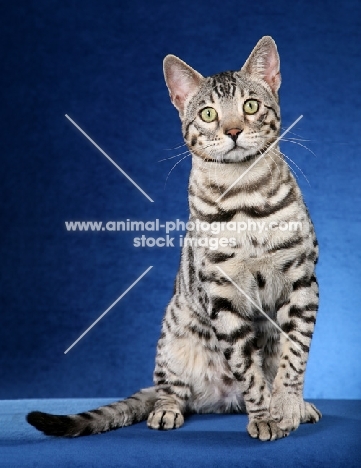 Bengal on blue background