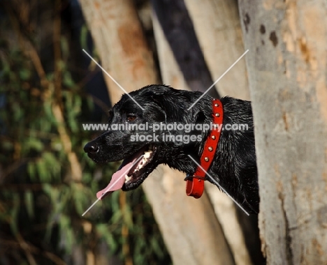 black lab