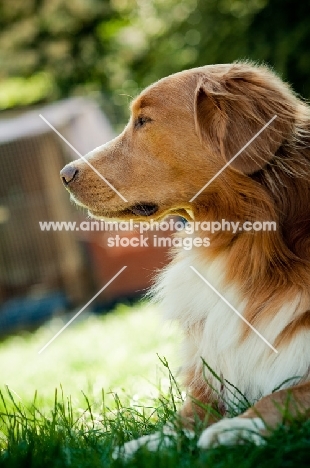 Nova Scotia Duck Tolling Retriever in garden