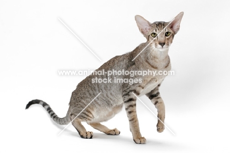 Oriental Shorthair, one leg up