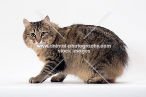 Tailless non pedigree cat, Brown Mackerel Tabby, standing