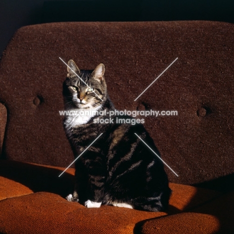 tabby cat with white bib and paws