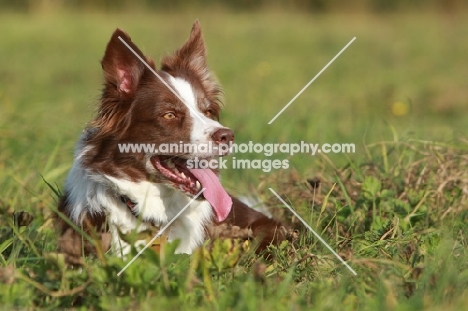 Border Collie lying down in grass