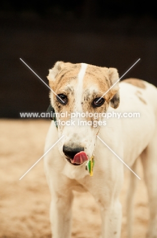 Lurcher licking lips