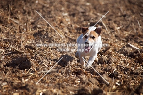 Jack Russell running