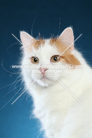 Turkish Van head study on blue background