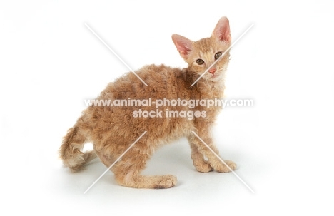 red coloured LaPerm cat