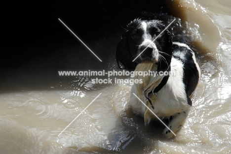 wet english springer standing in water