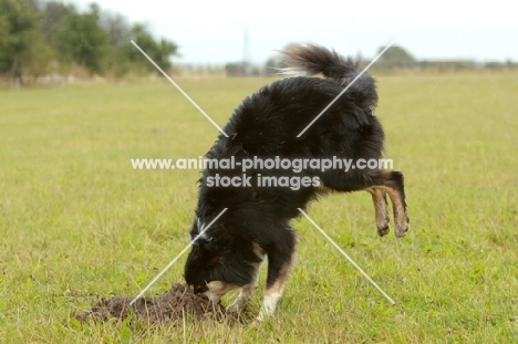 Border Collie diving into hole