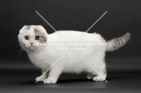 Blue Mackerel Torbie & White Scottish Fold