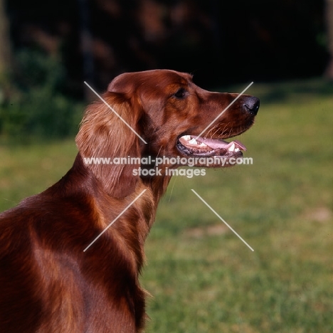 irish setter portrait