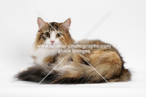 Brown Mackerel Torbie & White Norwegian Forest Cat, lying down