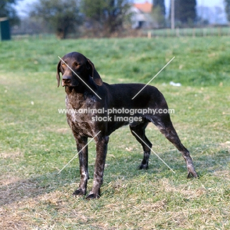 german short haired pointer