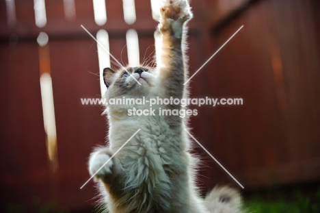 Ragdoll reaching up