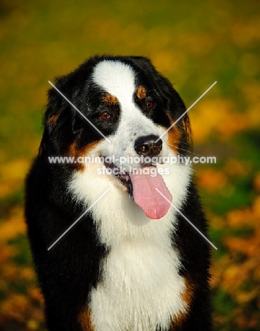 young Bernese Mountain Dog