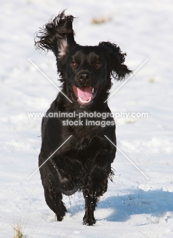 black English Cocker Spaniel in snow