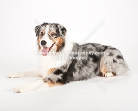 Australian Shepherd Dog on white background