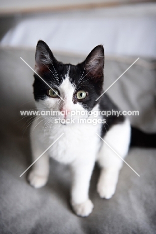 tuxedo kitten sitting